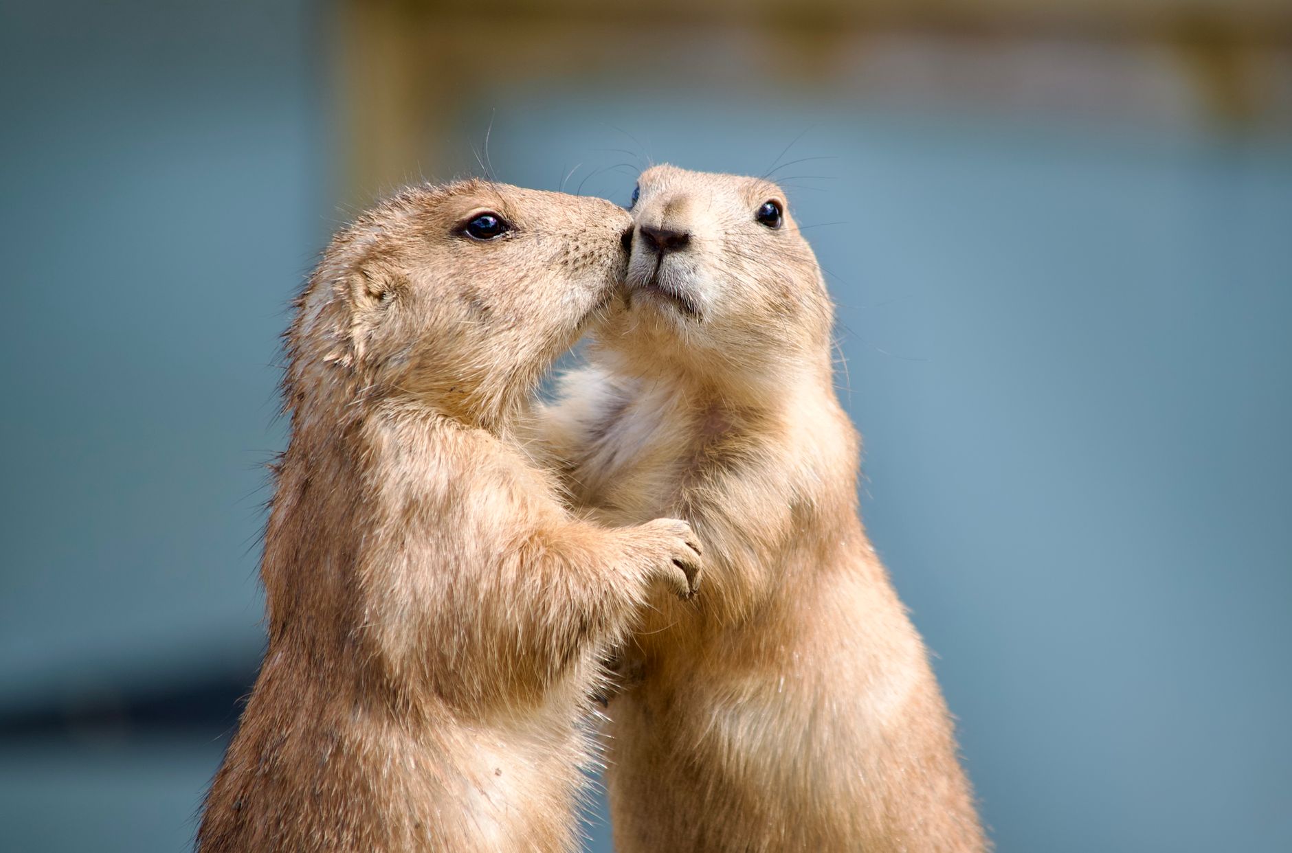 Behavioral Couplings: From Formation to Behavioral Emergence in Language Models