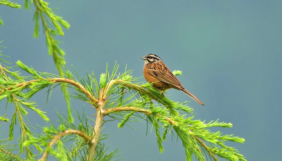 Bússola & Cia: iniciativa celebra Dia da Terra conservando 32 mil hectares da Amazônia