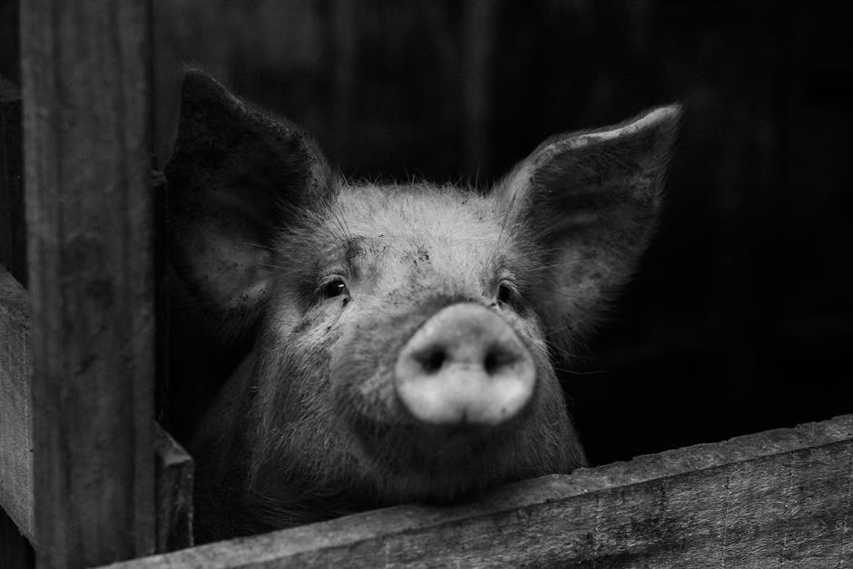 Brasil tem primeiro porco clonado da América Latina - e o objetivo é doar seus órgãos