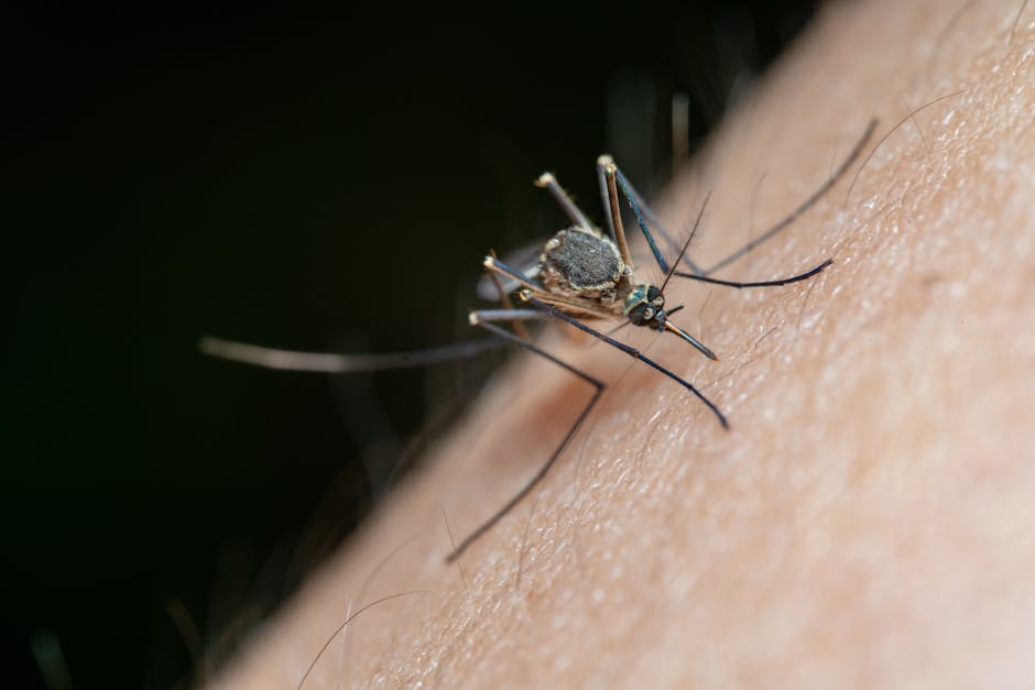 'GPS' do mosquito: cientistas revelam como o inseto 'caça' humanos
