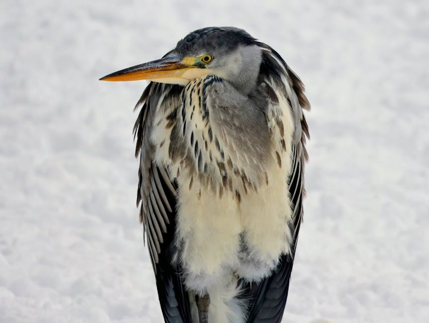 Melhor câmera de segurança Wi-Fi para apartamento: veja modelos e passo a passo para instalação