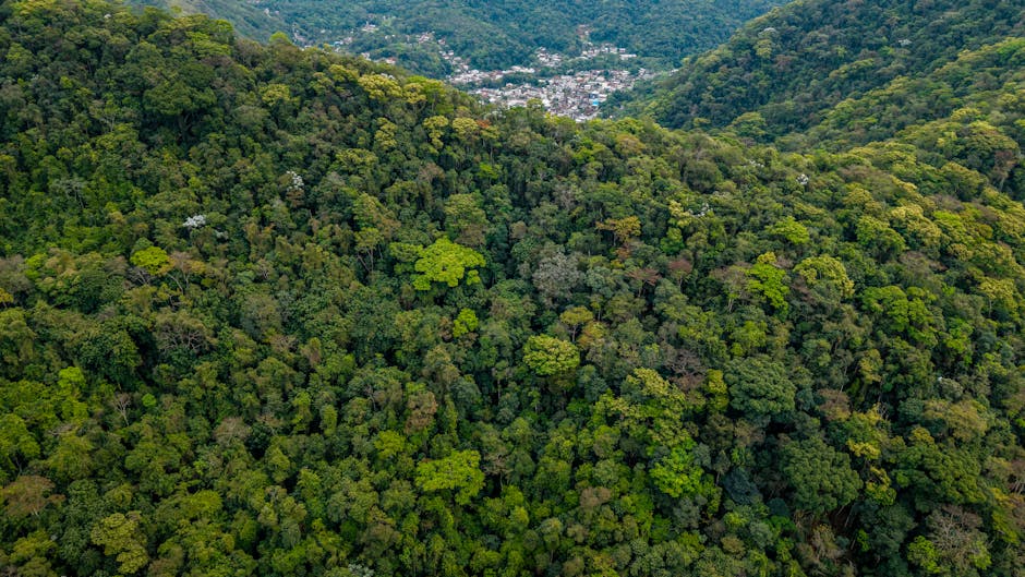 Mata Atlântica teve o menor índice de desmatamento da história em 2025, aponta pesquisa