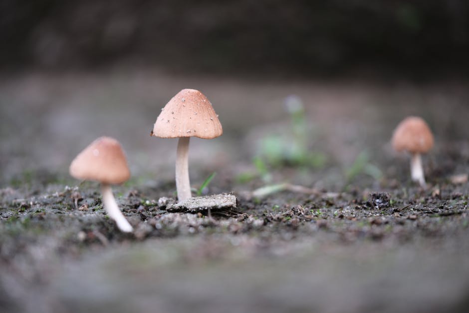 'Cogumelos mágicos' mostram potencial contra vício em cocaína, diz estudo