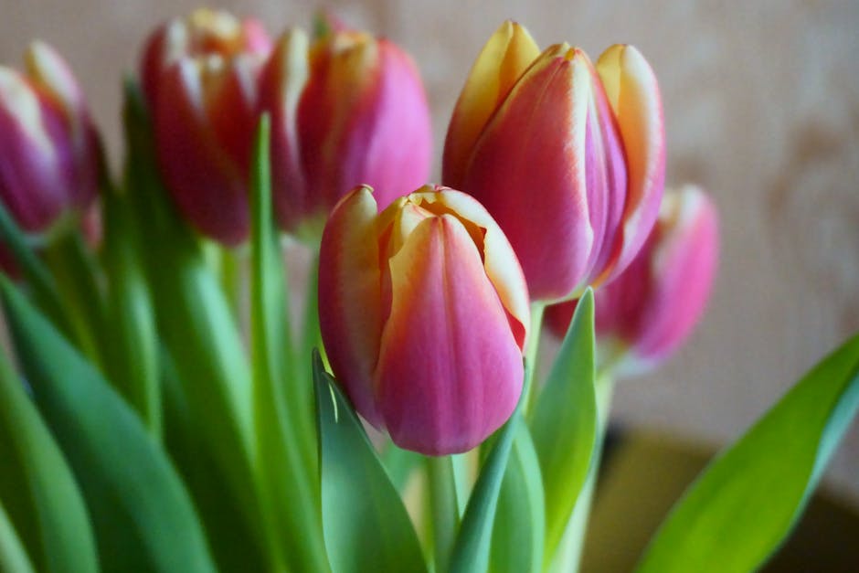 Tulip mania: when a single flower was worth more than a house