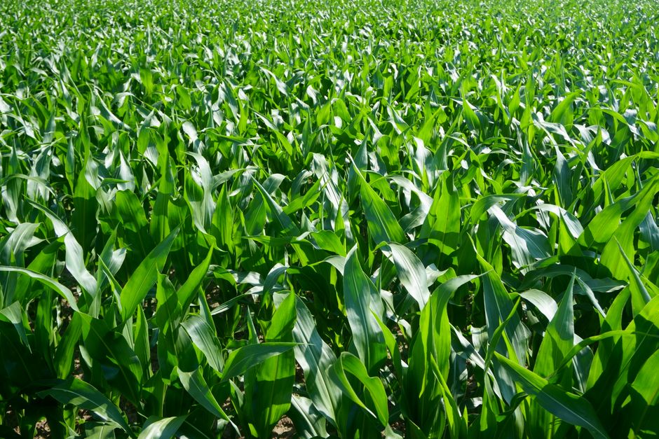 Selic alta por mais tempo favorece FIDCs no crédito privado, dizem gestores