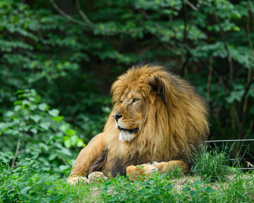 Cannes Lions 2026 tem mais creators, mas protagonismo é questionável