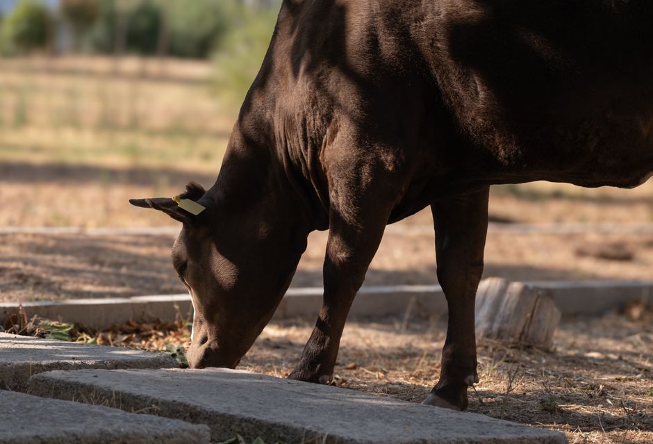 B3 'vende' vaca tokenizada e arrecada mais de R$ 100 mil