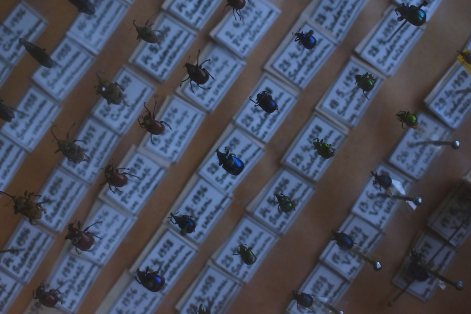 From Classification to Regression: Using a Fruitfly to Solve Equations