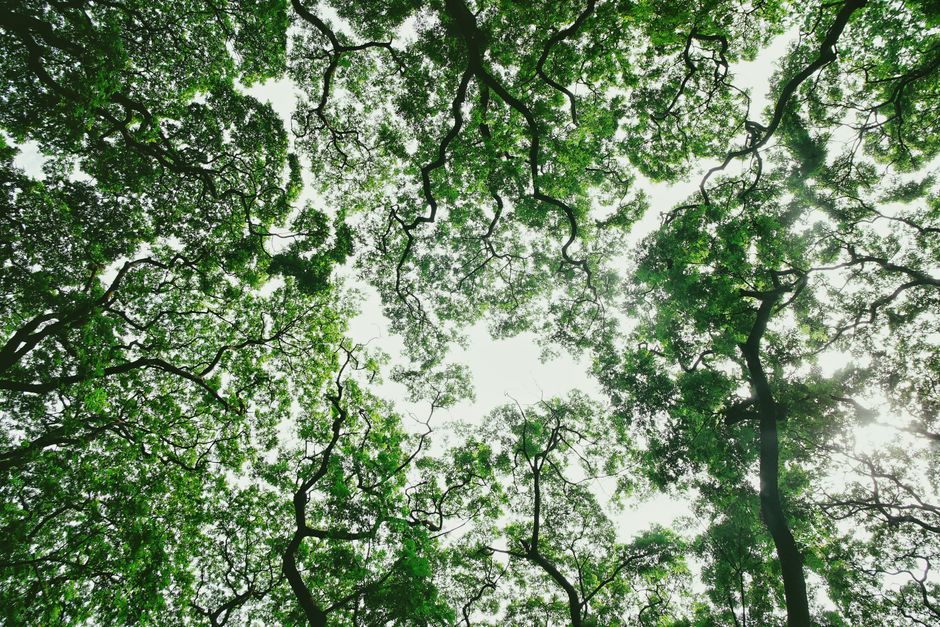 Canopy separa R$ 400 milhões para novas investidas e tem duas aquisições no forno