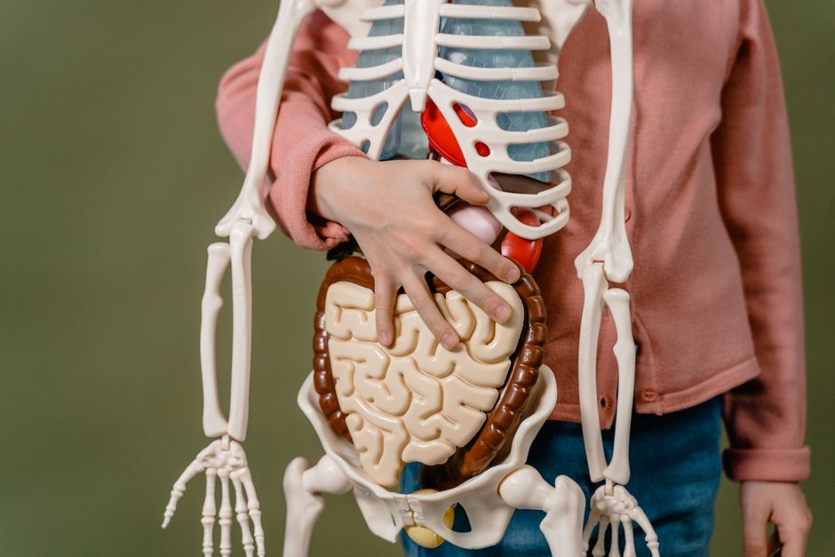 O intestino não é o novo cérebro, mas conversa com ele o tempo todo