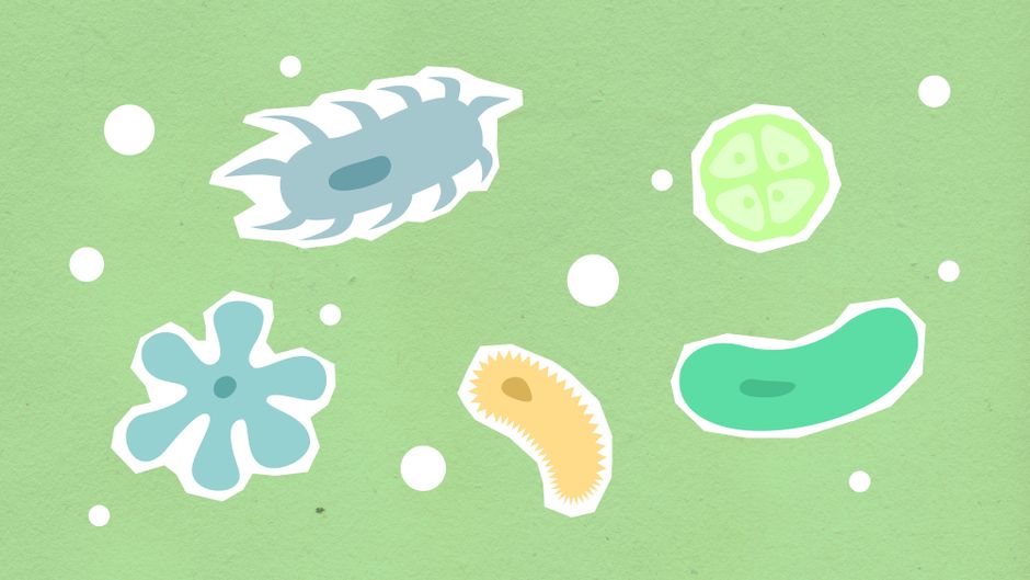 The Millennium Problems for Biology
