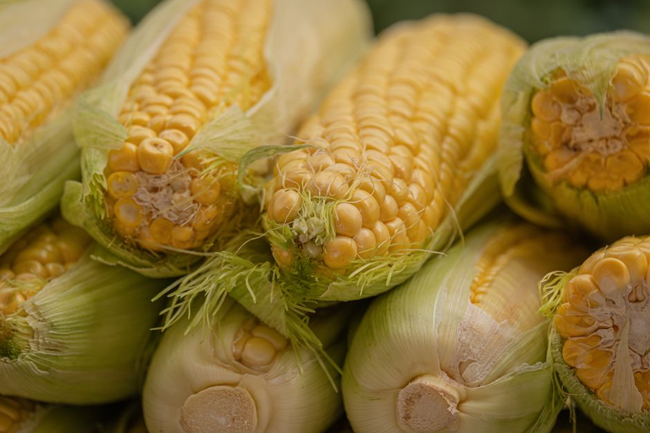 De 'time da América' ao mais rico do mundo: conheça o Dallas Cowboys, que vai jogar no Rio