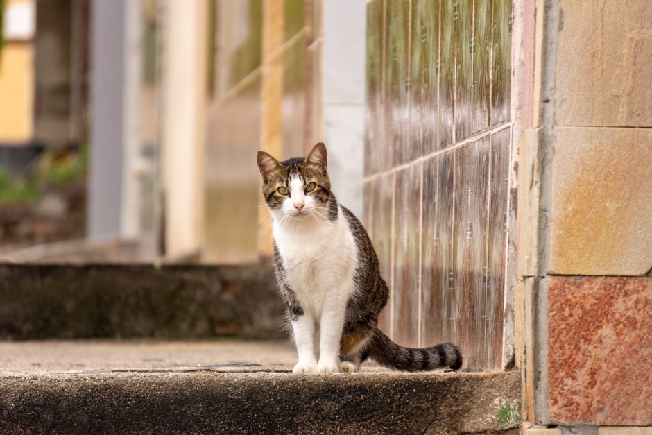 Como gatos domésticos podem ajudar a tratar o câncer em humanos