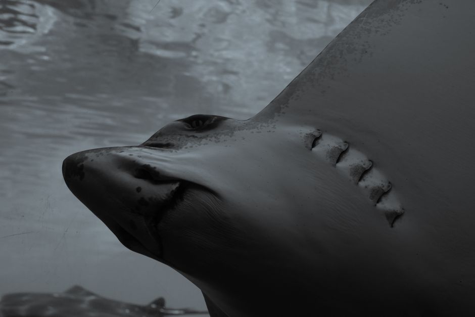 Ele levou uma esponja ao Shark Tank. De lá para cá, ela já vendeu US$ 1 bi — e agora chega ao Brasil