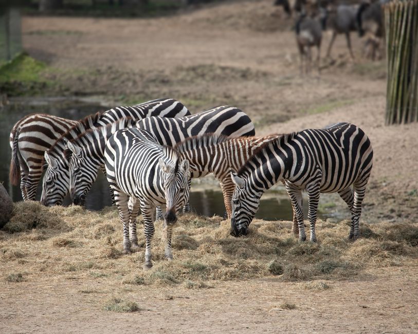 Por que as zebras não têm burnout?
