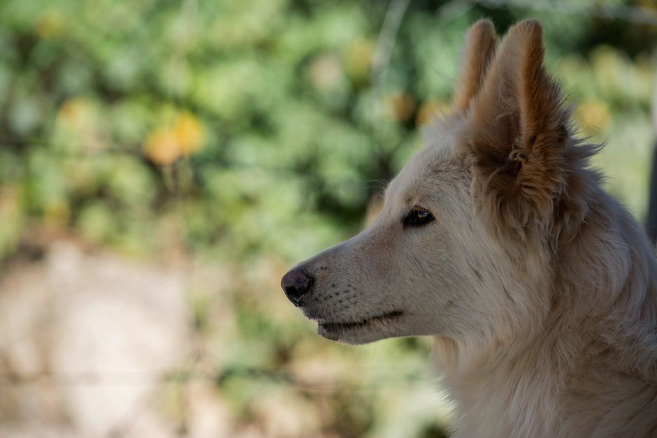 Cão-robô completa maratona e supera tempo médio de corredores humanos