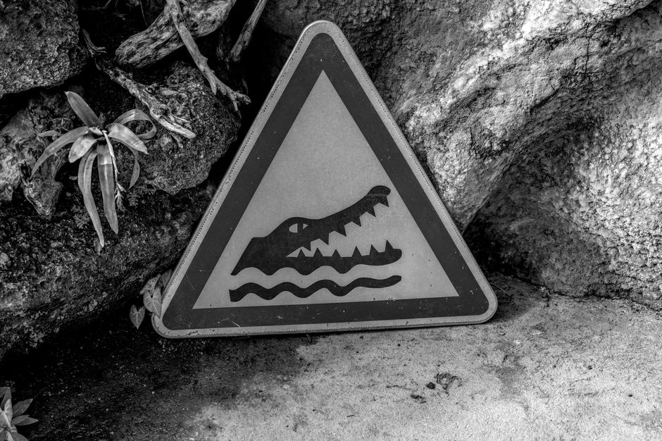Por que o crocodilo virou símbolo da Lacoste, um império de 3 bilhões de euros
