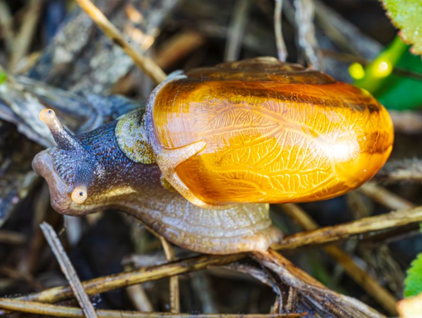 GLP-1 may slow biological aging